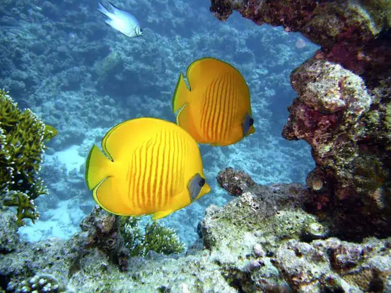 Best Scuba Diving Sites in the Red Sea
