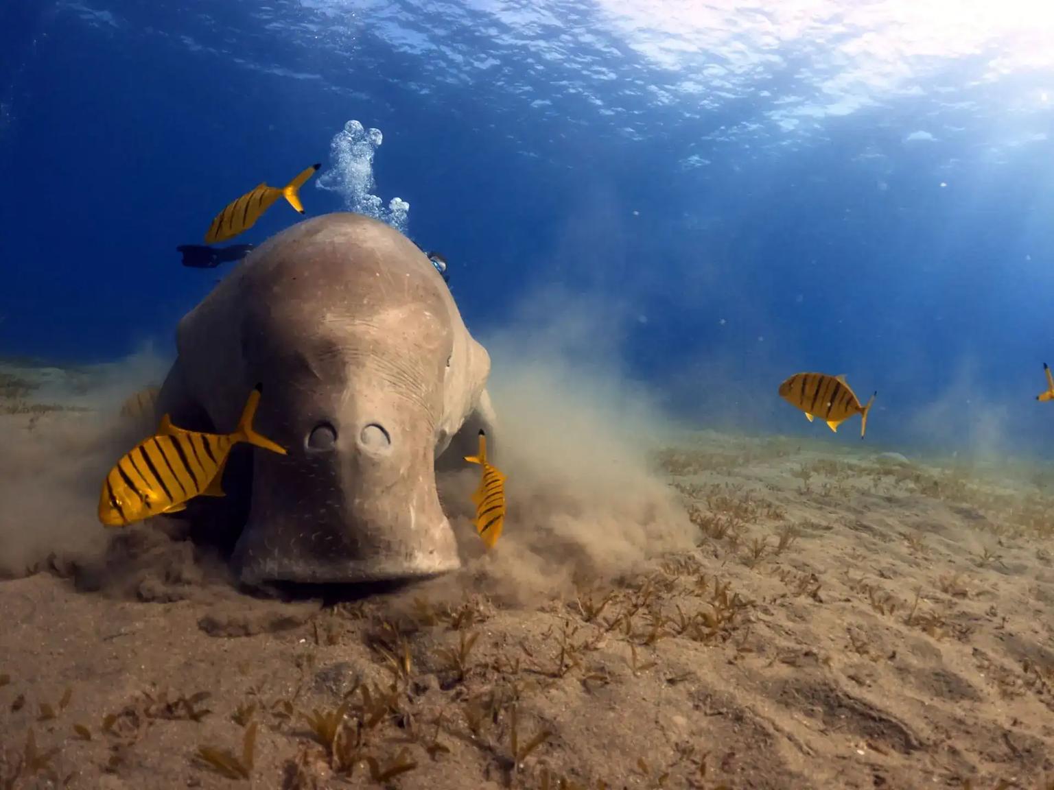 Marsa Alam day trips: how to choose the right one