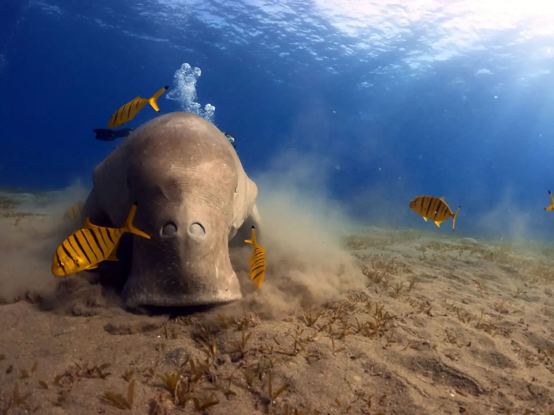 Marsa Alam day trips: how to choose the right one