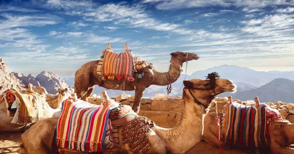 Camels with bright saddles in the Sinai
