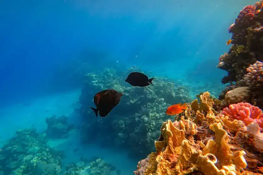 Orange Bay Snorkelling & Beach Escape – Giftun Island, Hurghada – Excursion – photo 3