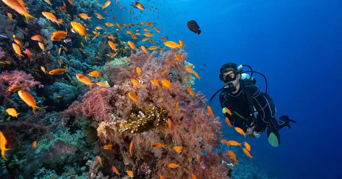 Diver beside a coral reef at Tiran