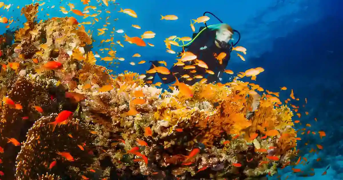 Red Sea Coral Reef