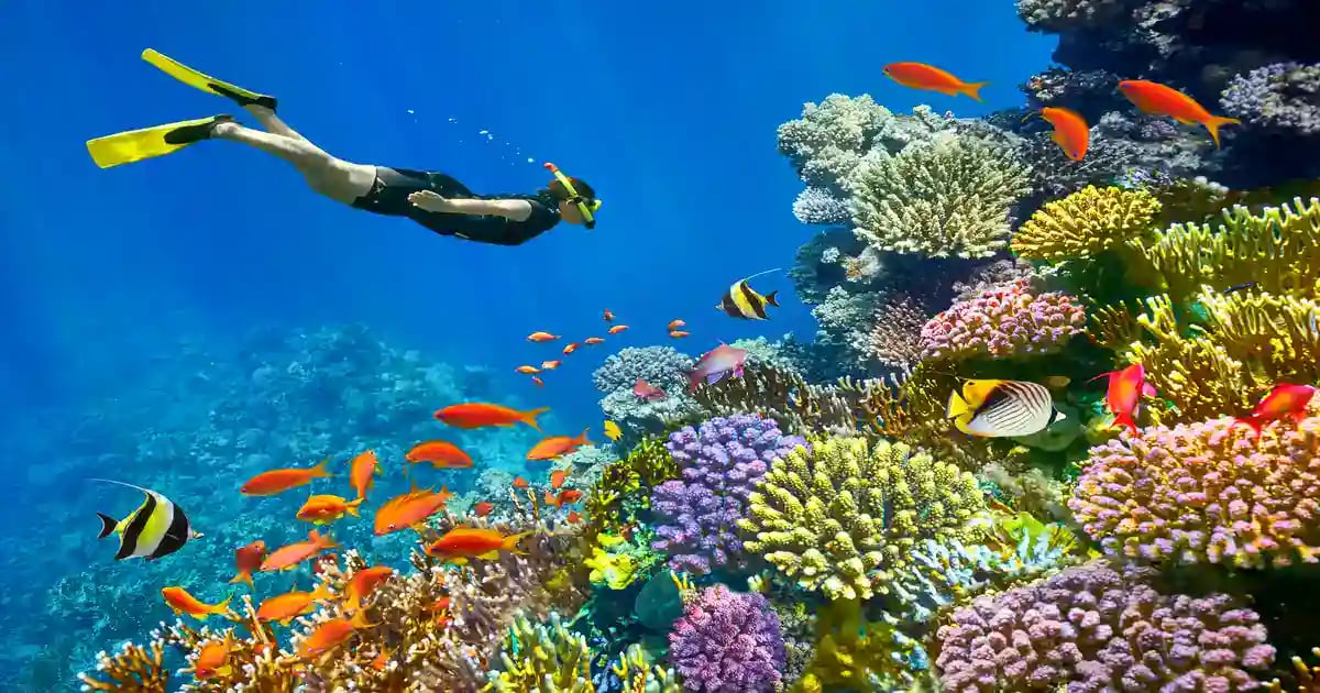 Freediver over a coral reef with fish