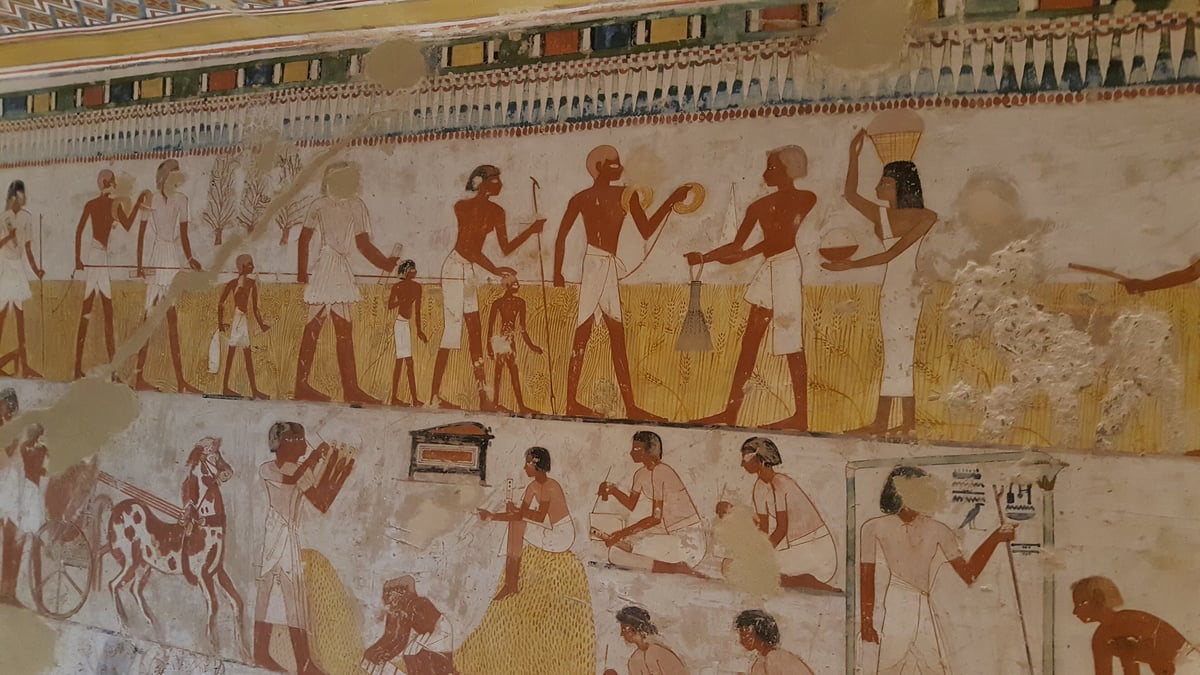 Tomb of Menna (TT69), harvest scenes. Photo: Ovedc, CC BY-SA 4.0, via Wikimedia Commons