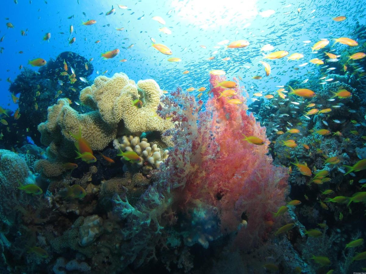 Fanadir Hotel El Gouna coral reef with colorful corals and groups of fish.