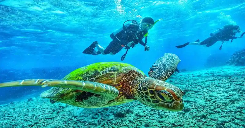 Marsa Mubarak Boat Trip from Marsa Alam – Turtles & Snorkeling
